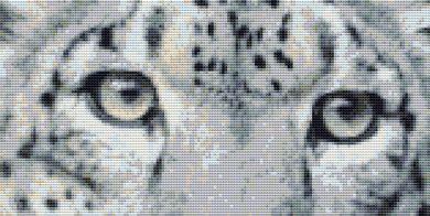 Eyes of a Snow Leopard